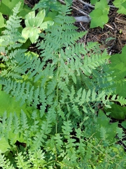 Pteridium aquilinum pubescens