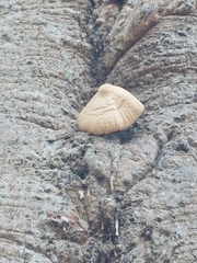 Volvariella bombycina
