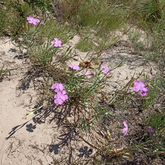 Dianthus pratensis
