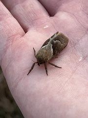 Triodia sylvina