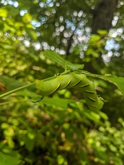 Sphinx kalmiae