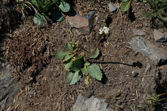 Micranthes occidentalis