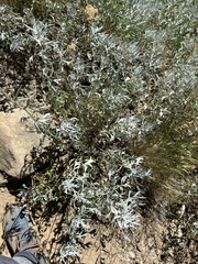 Artemisia ludoviciana