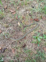 Hierophis viridiflavus
