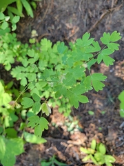 Thalictrum fendleri