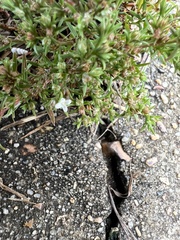 Polypremum procumbens