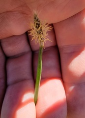 Juncaceae