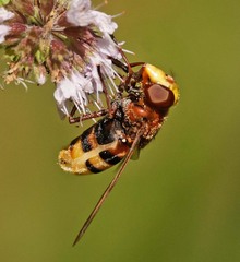 Volucella zonaria