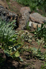 Micranthes occidentalis