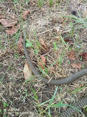 Hierophis viridiflavus