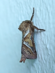 Triodia sylvina