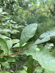 Salix bebbiana