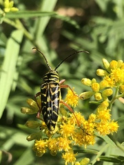 Megacyllene robiniae