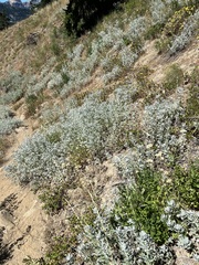 Artemisia ludoviciana