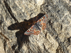 Euphydryas