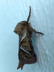 Triodia sylvina