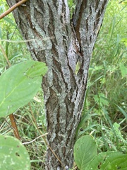 Salix bebbiana