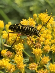 Megacyllene robiniae