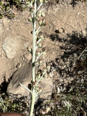 Artemisia ludoviciana