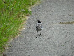 Motacilla alba alba