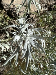 Artemisia ludoviciana