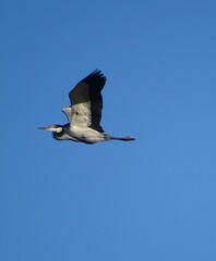 Ardea melanocephala