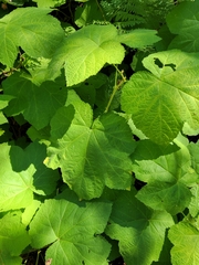 Rubus parviflorus