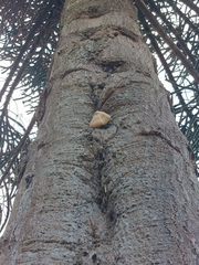 Volvariella bombycina