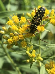 Megacyllene robiniae