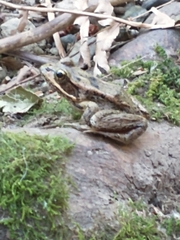 Rana cascadae