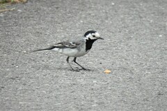 Motacilla alba alba