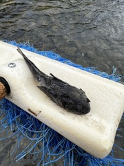 Cottus