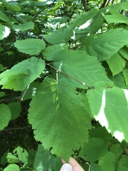 Corylus cornuta