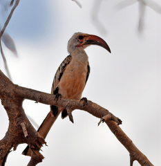 Tockus erythrorhynchus