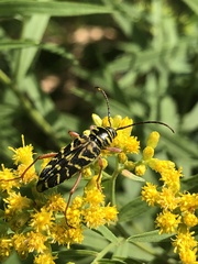 Megacyllene robiniae