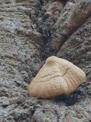 Volvariella bombycina