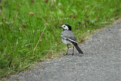 Motacilla alba alba