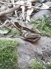 Rana cascadae