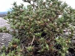 Polypremum procumbens