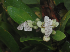 Blepharomastix achroalis