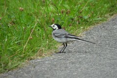 Motacilla alba alba