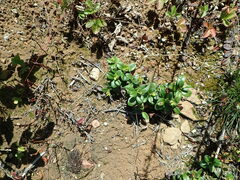 Vaccinium vitis-idaea