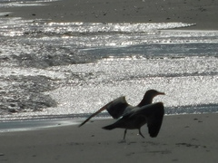 Larus argentatus