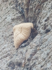 Volvariella bombycina