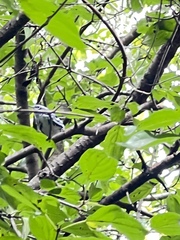 Mniotilta varia