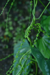 Dioscorea collettii