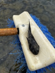Cottus
