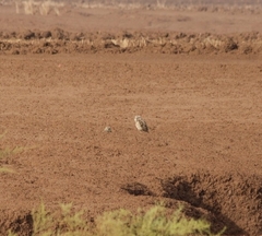 Athene cunicularia
