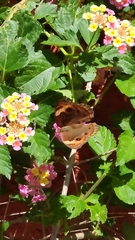 Junonia neildi varia