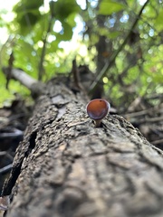 Auricularia polytricha
